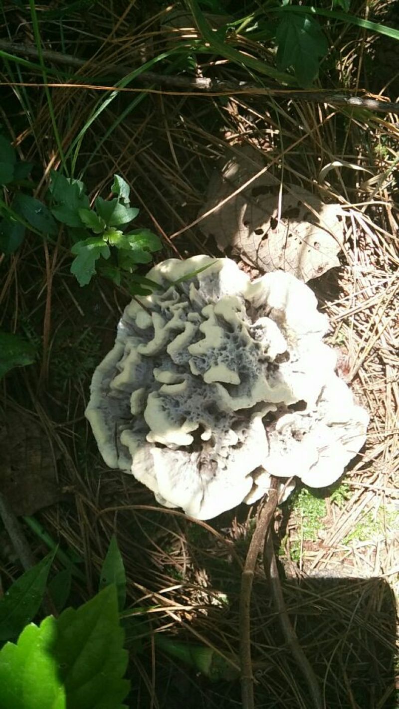 干巴菌一级