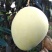 凯特芒8两以上四川攀枝花凯特大脸芒白袋凯特芒果