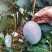 凯特芒8两以上四川攀枝花凯特大脸芒白袋凯特芒果