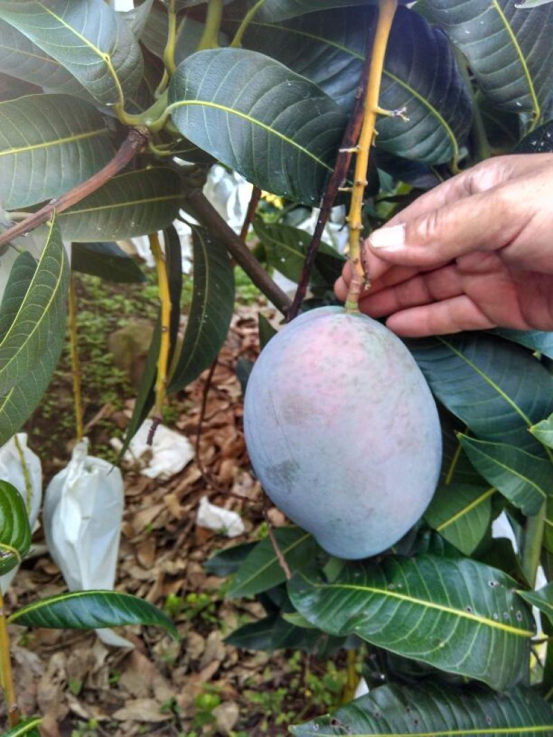 凯特芒8两以上四川攀枝花凯特大脸芒白袋凯特芒果