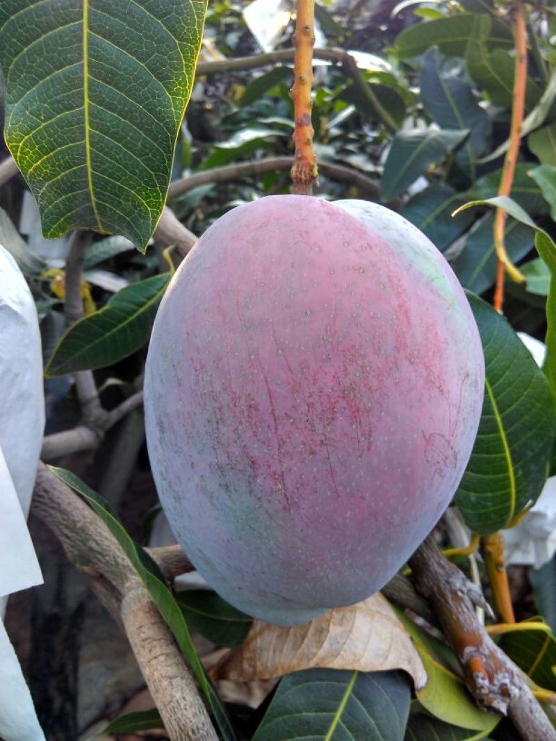 凯特芒8两以上四川攀枝花凯特大脸芒白袋凯特芒果