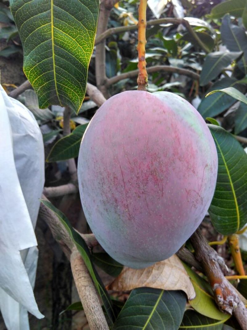 凯特芒8两以上四川攀枝花凯特大脸芒白袋凯特芒果