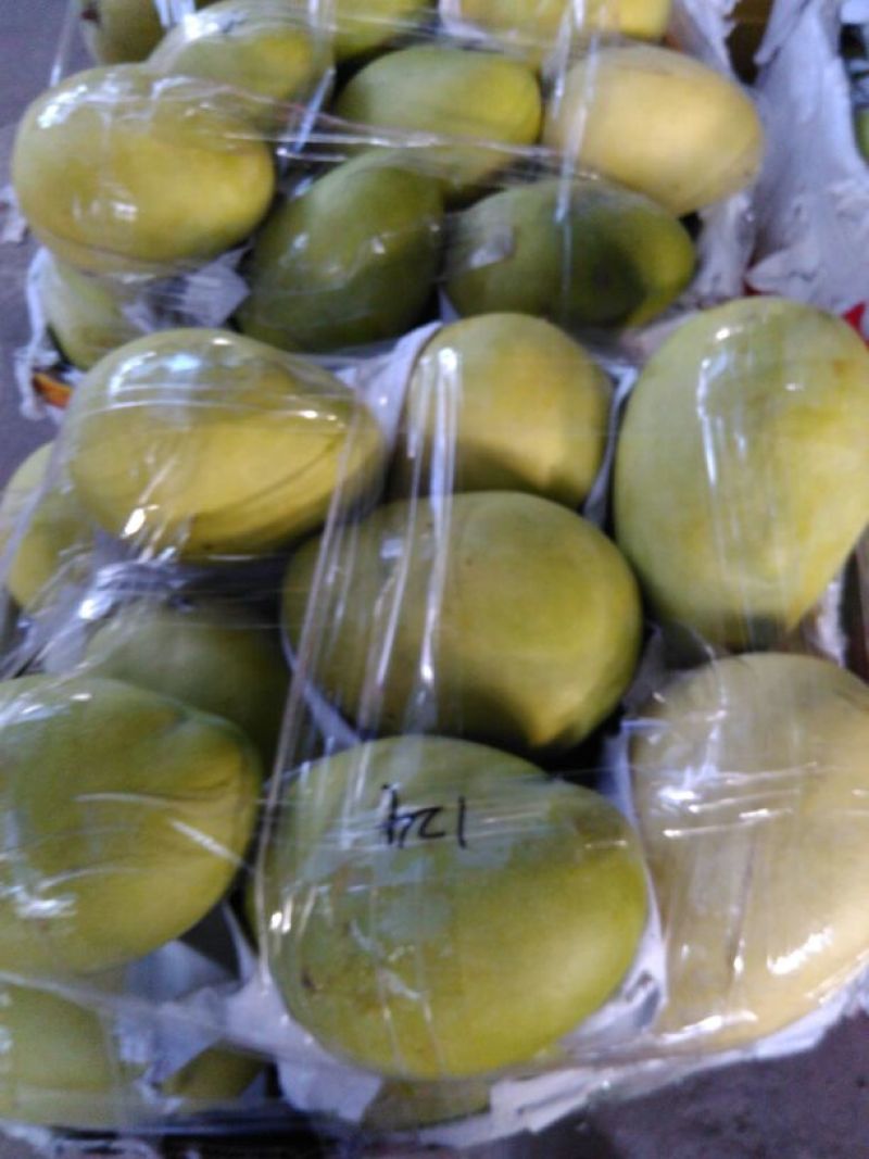 凯特芒8两以上四川攀枝花凯特大脸芒白袋凯特芒果