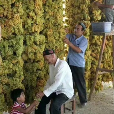 绿无核葡萄干无核一级