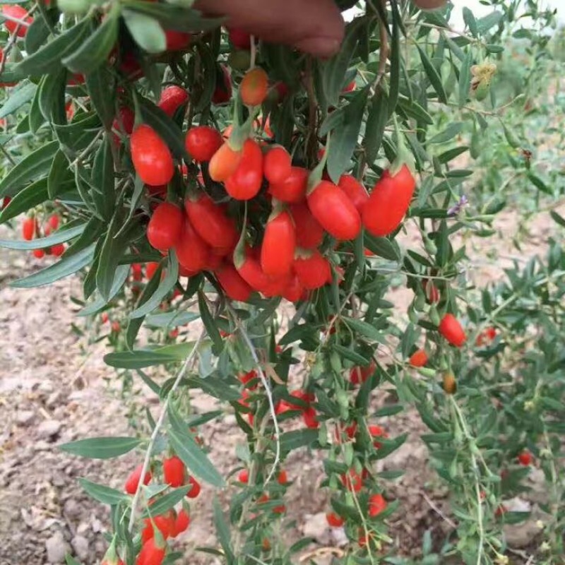 红枸杞头茬干货