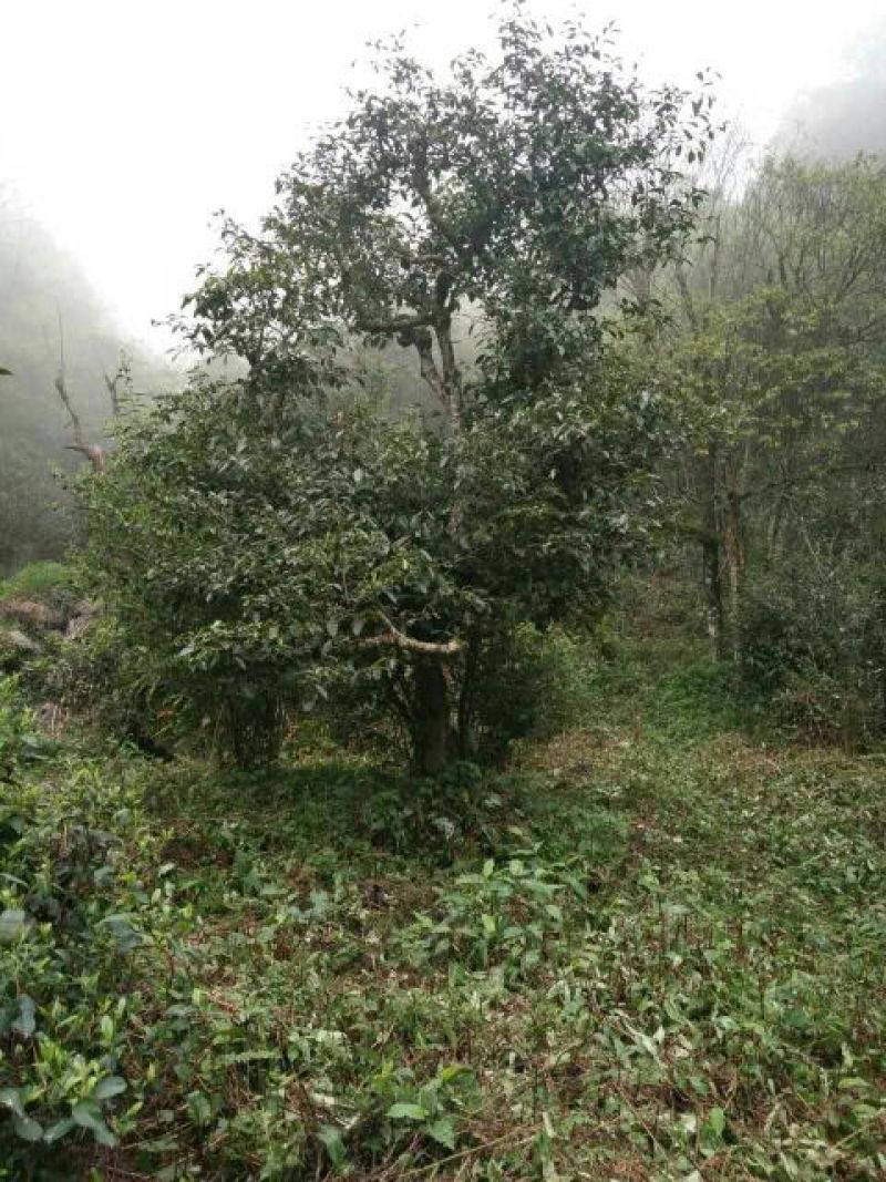 古树茶特级