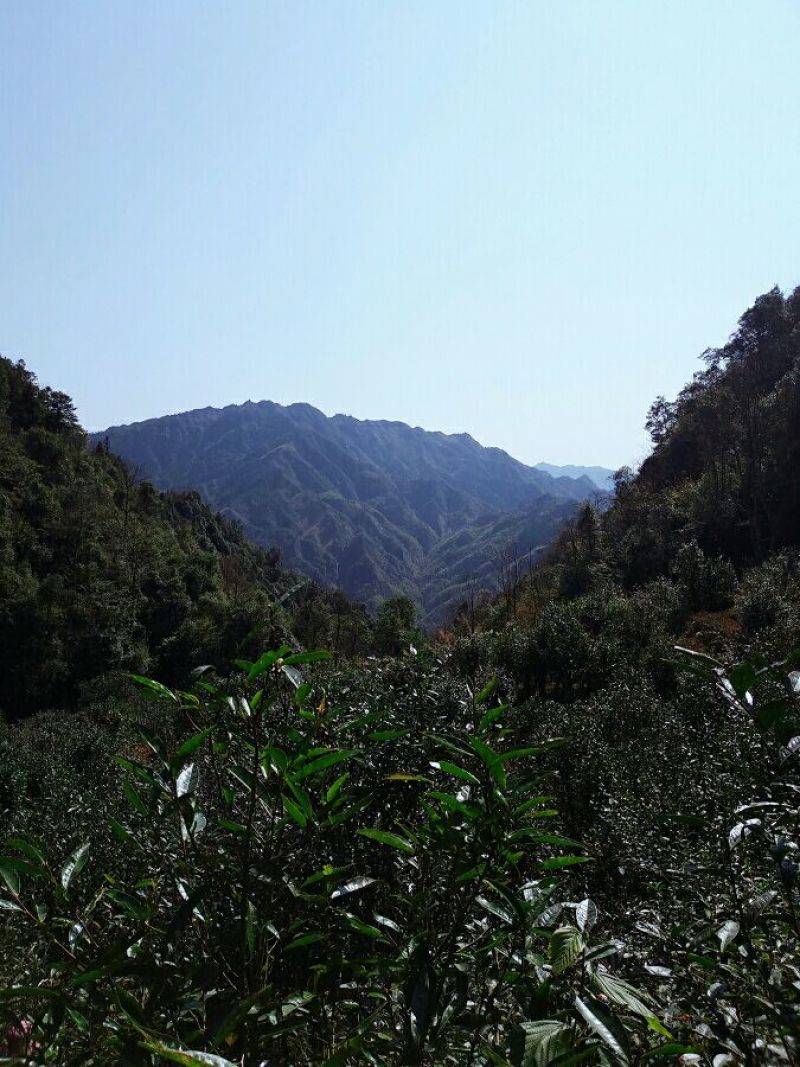 古树茶特级