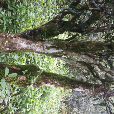 古树茶特级