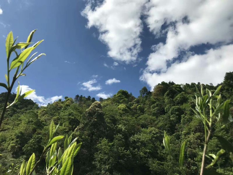 古树茶特级