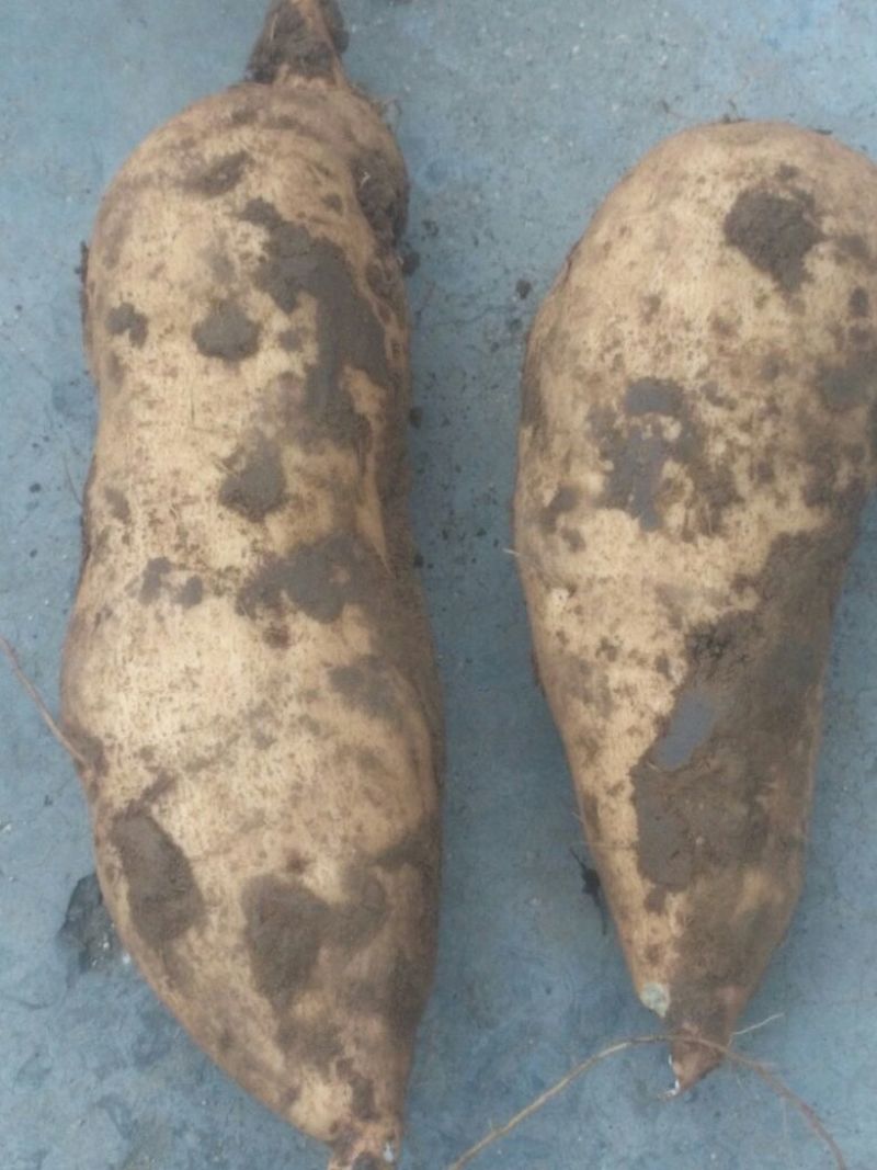 北京553红薯3两以上加工薯黄心