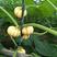 桔瓜5~7两扁圆形，大棚吊蔓迷你菊瓜，产地直发，