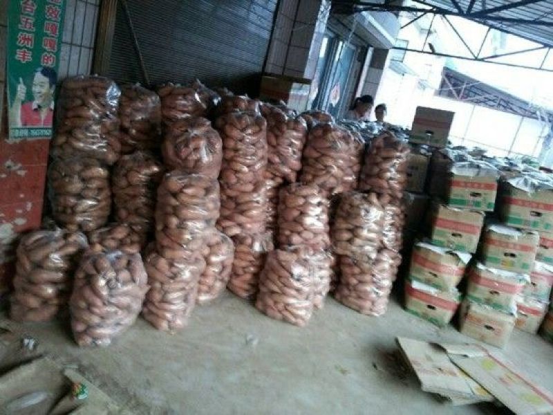 红薯产地、各种红薯批发，山东地瓜供应基地