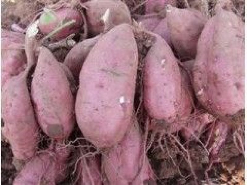 红薯产地、各种红薯批发，山东地瓜供应基地