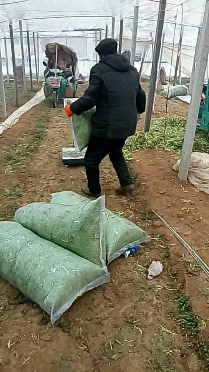 苦菊20~25cm，山东大棚产品，昌寿瓜菜合作社