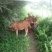 肉牛200~300斤