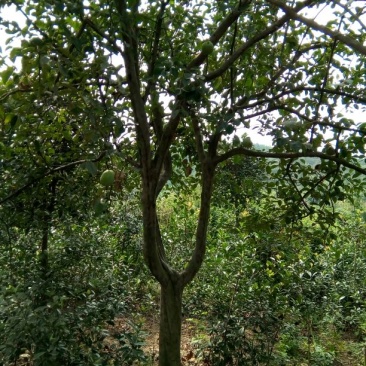 木瓜树261~300cm