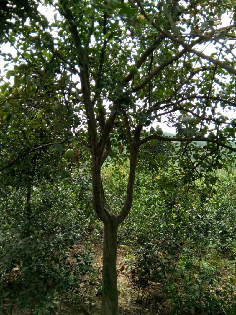 木瓜树261~300cm