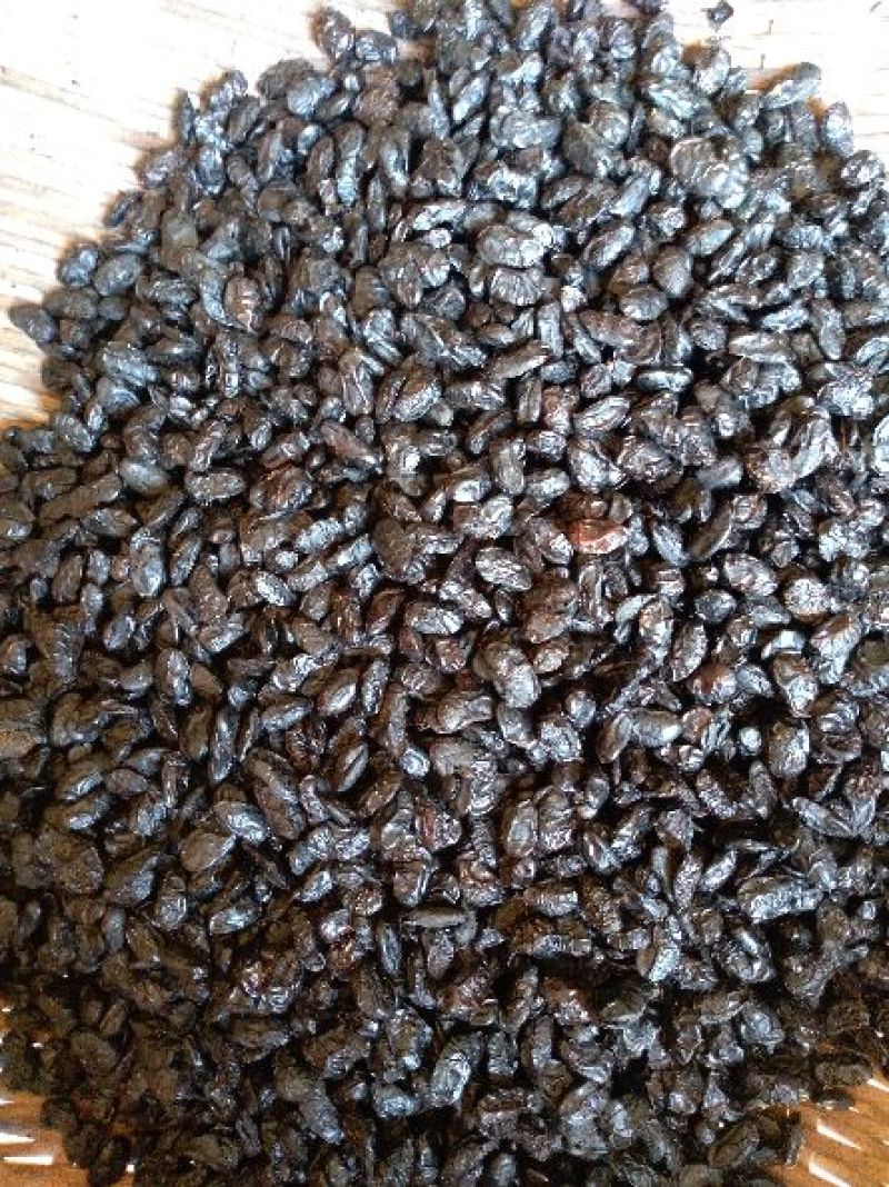 豆豉