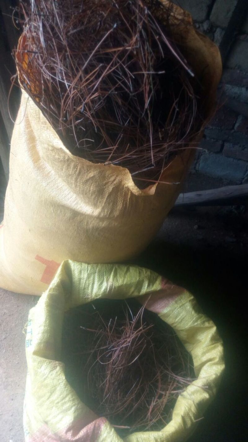 松针，新鲜干净，干货，下单即采。