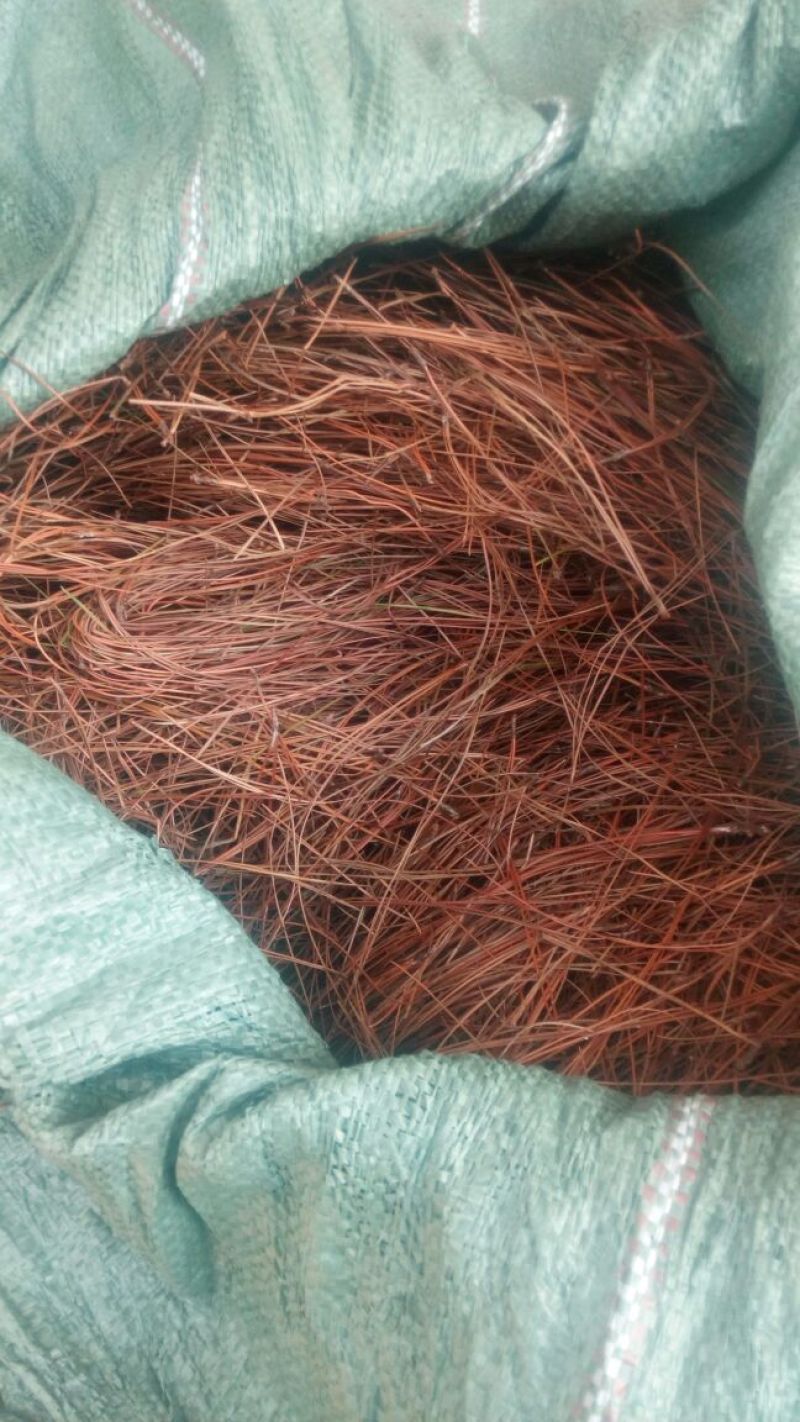 松针，新鲜干净，干货，下单即采。