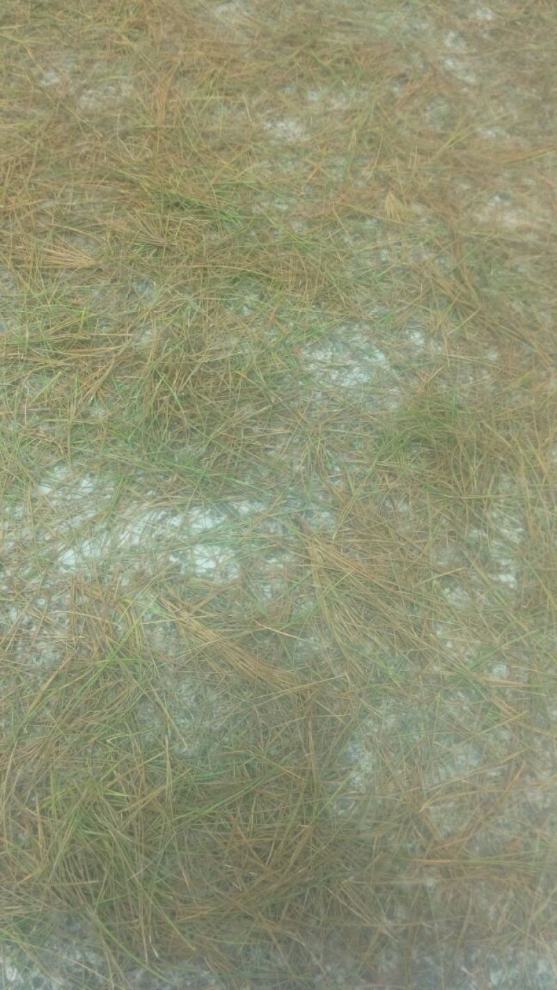 松针，新鲜干净，干货，下单即采。