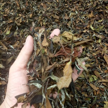 普洱茶二级