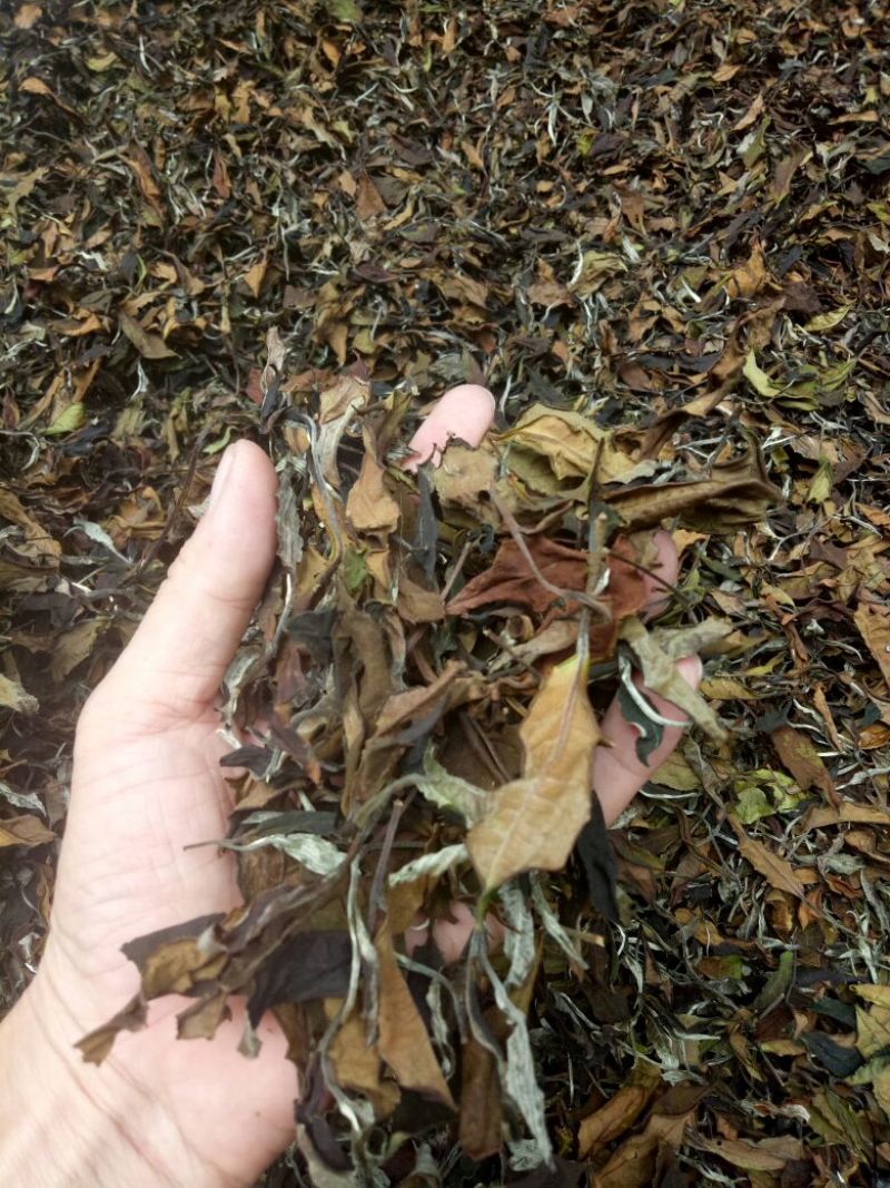 普洱茶二级
