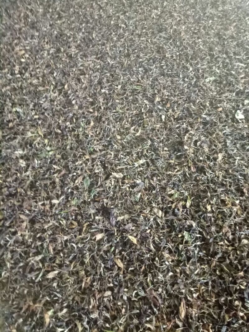普洱茶二级