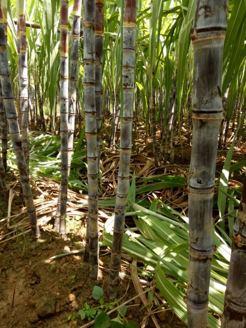 大灰种甘蔗6~8cm2.5~3米