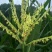 土蜂蜜2斤