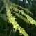 土蜂蜜2斤
