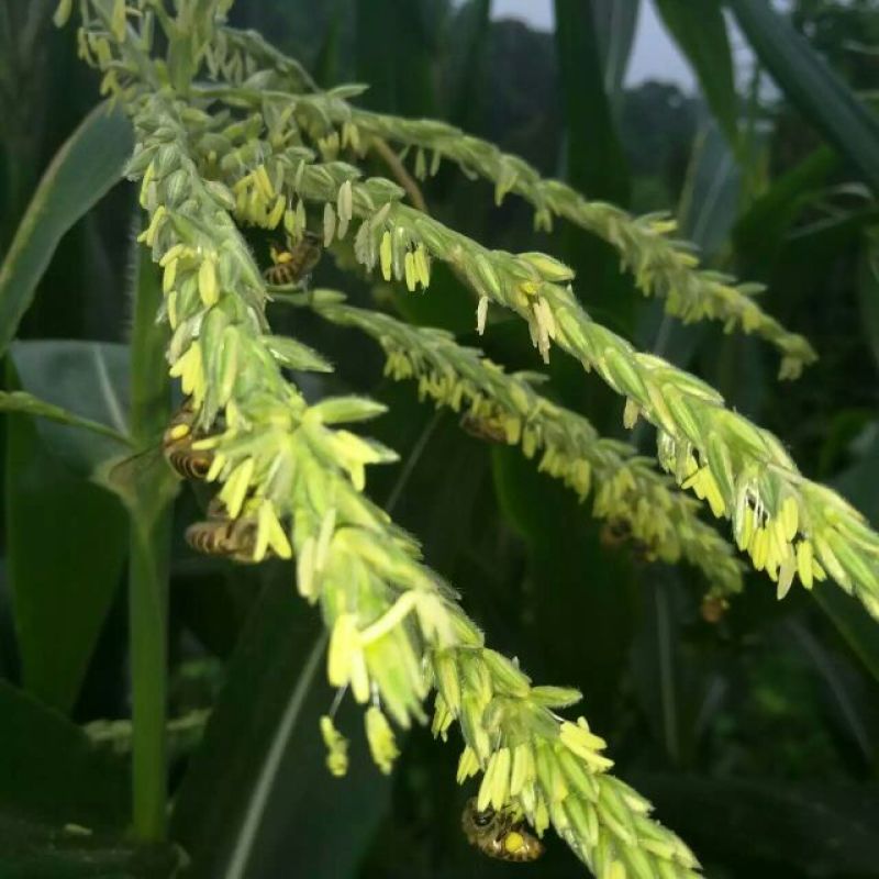 土蜂蜜2斤