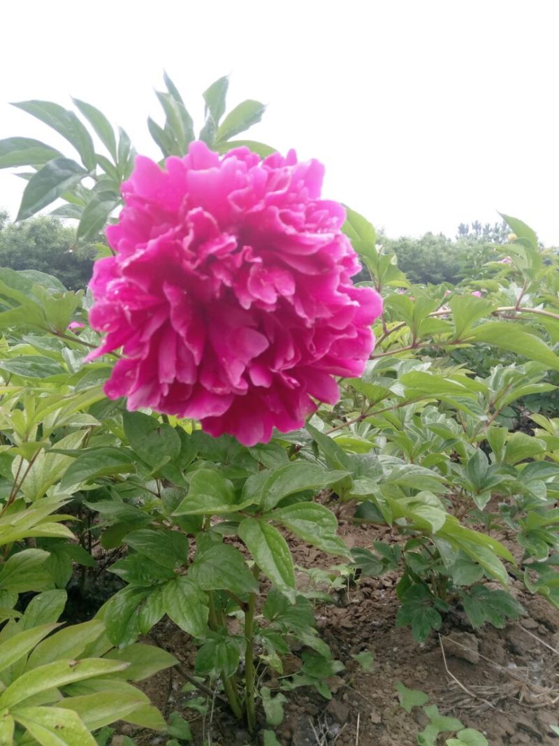 观赏芍药，三年原颗品种芍药，盆栽观赏芍药，切花芍药