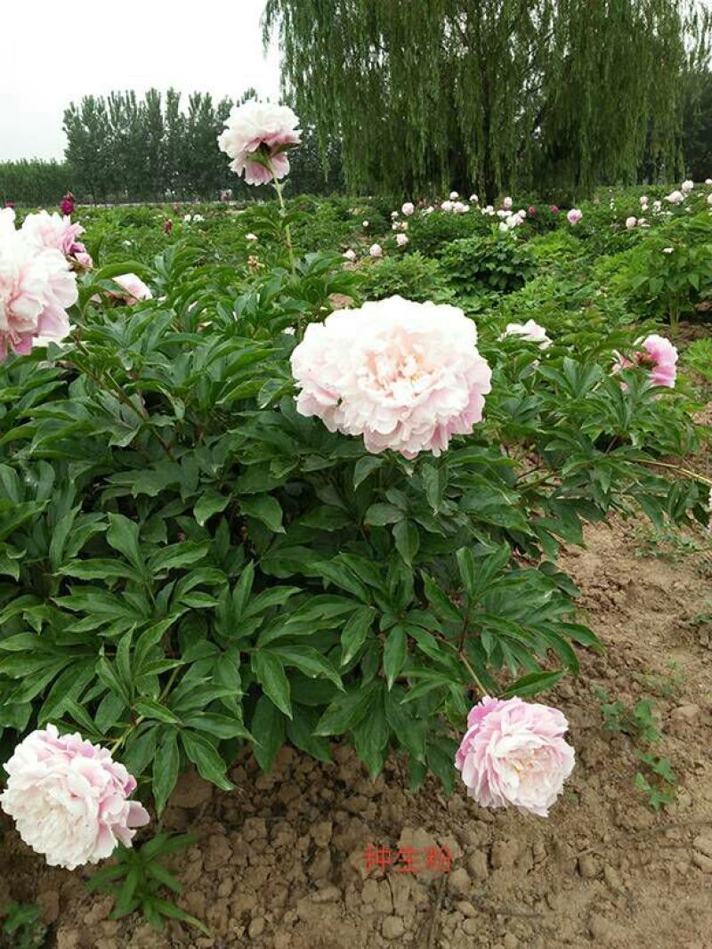 观赏芍药，三年原颗品种芍药，盆栽观赏芍药，切花芍药