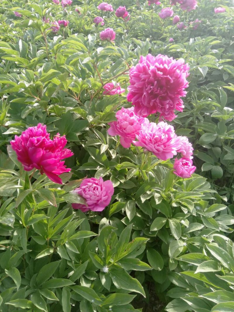 观赏芍药，三年原颗品种芍药，盆栽观赏芍药，切花芍药
