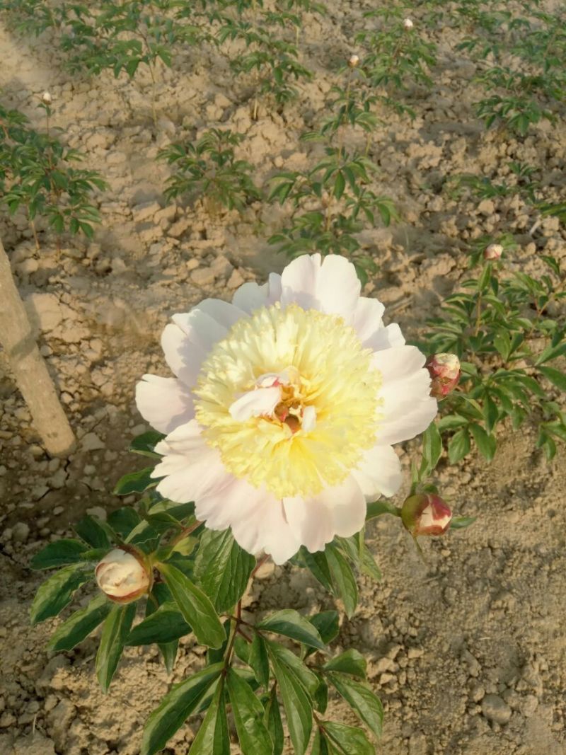 观赏芍药，三年原颗品种芍药，盆栽观赏芍药，切花芍药