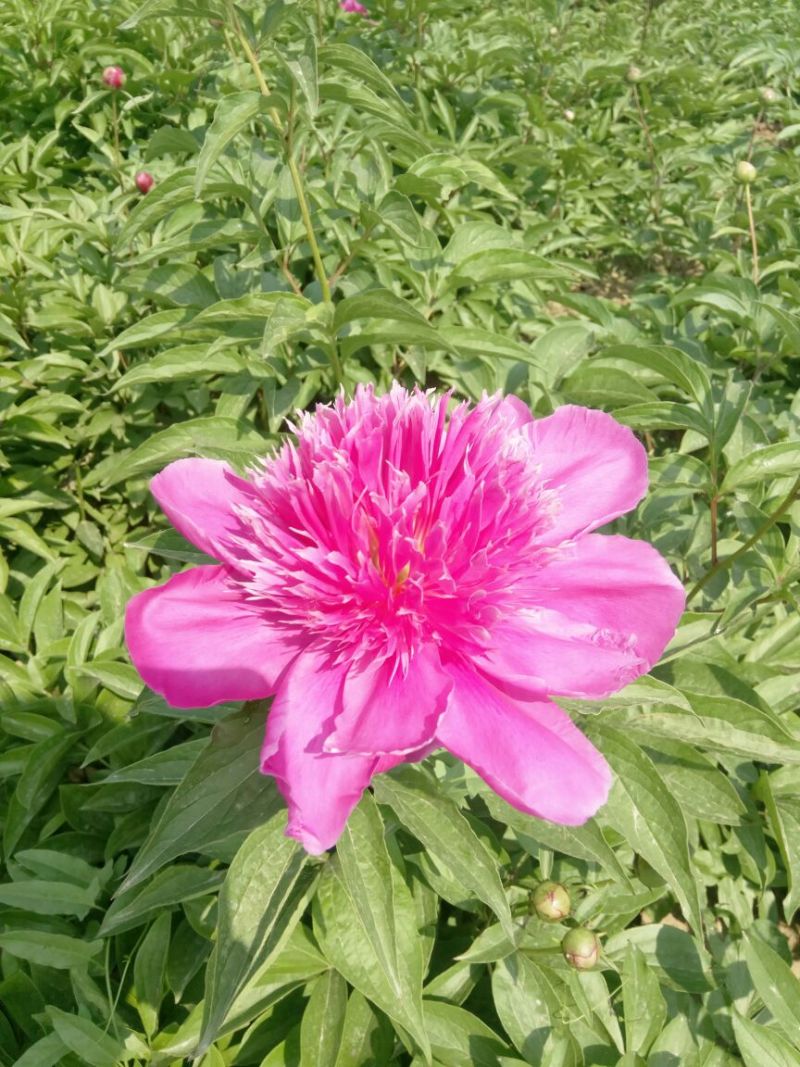 观赏芍药，三年原颗品种芍药，盆栽观赏芍药，切花芍药
