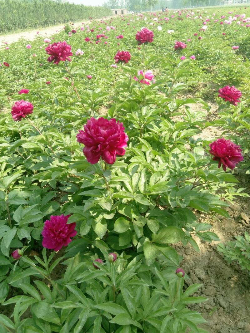 观赏芍药，三年原颗品种芍药，盆栽观赏芍药，切花芍药