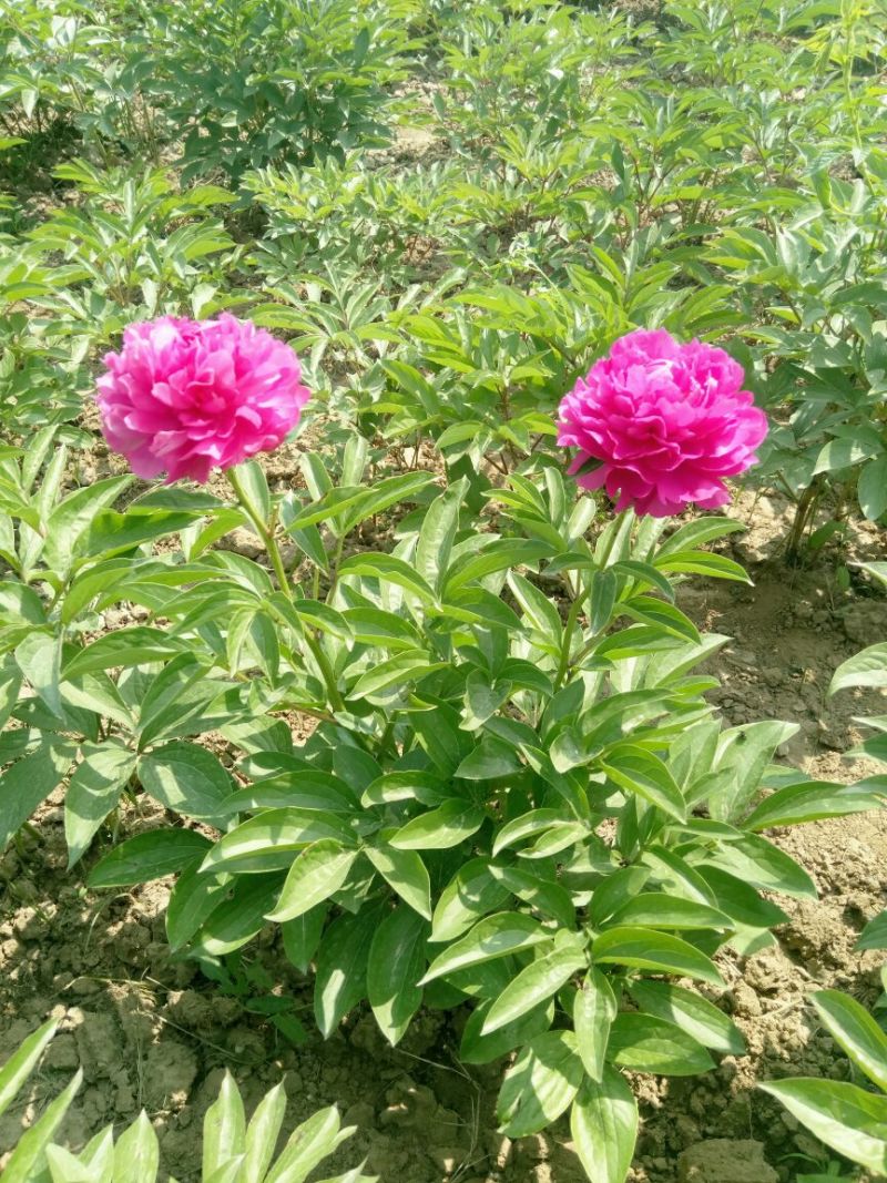 观赏芍药，三年原颗品种芍药，盆栽观赏芍药，切花芍药