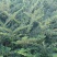平枝栒子工程苗，还是制作盆景的好材料产地直销量大优惠