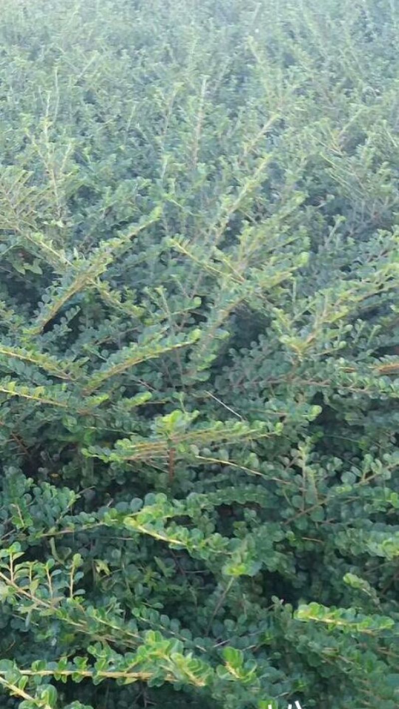 平枝栒子工程苗，还是制作盆景的好材料产地直销量大优惠