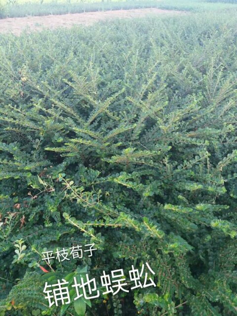 平枝栒子工程苗，还是制作盆景的好材料产地直销量大优惠