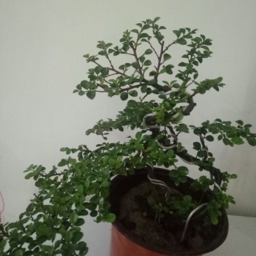 平枝栒子工程苗，还是制作盆景的好材料产地直销量大优惠