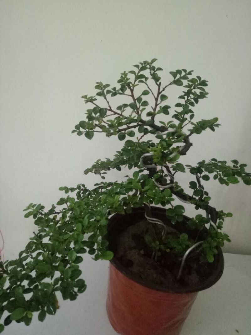 平枝栒子工程苗，还是制作盆景的好材料产地直销量大优惠
