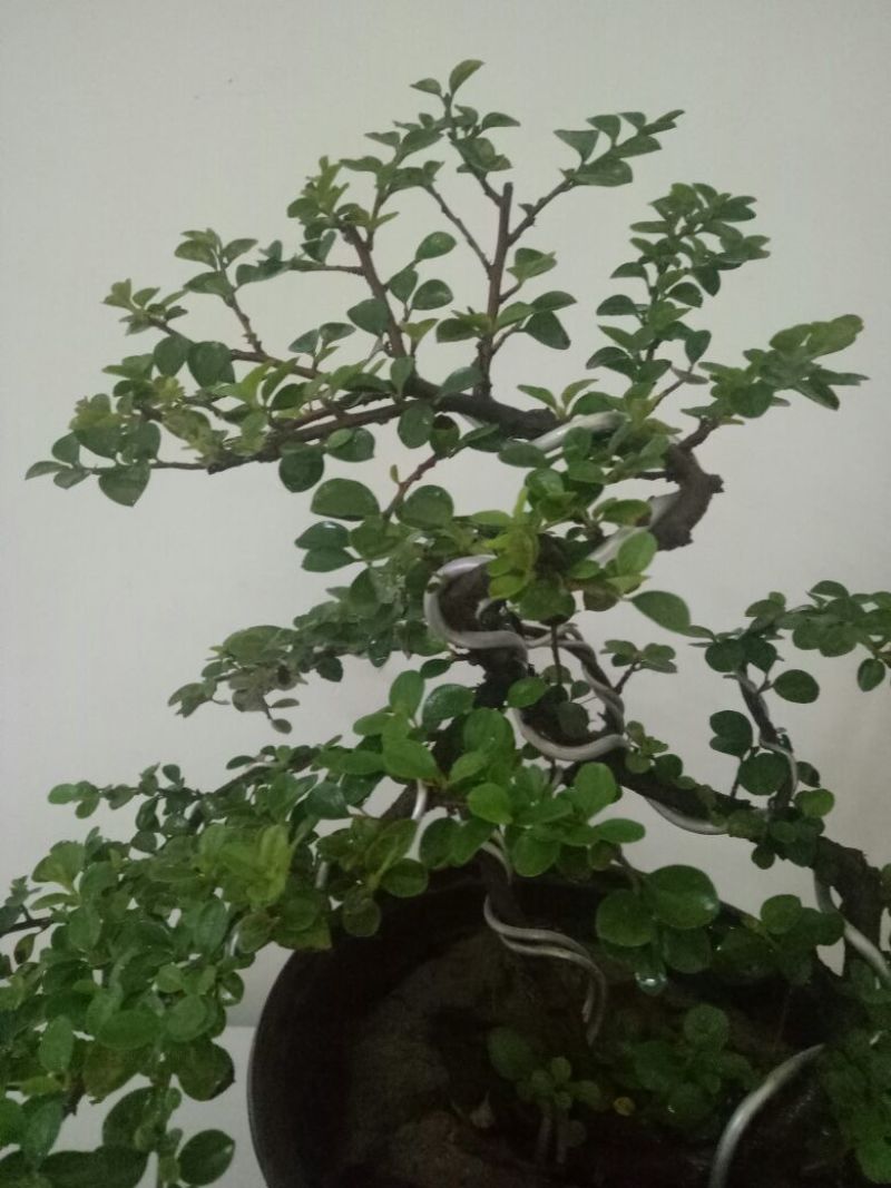平枝栒子工程苗，还是制作盆景的好材料产地直销量大优惠