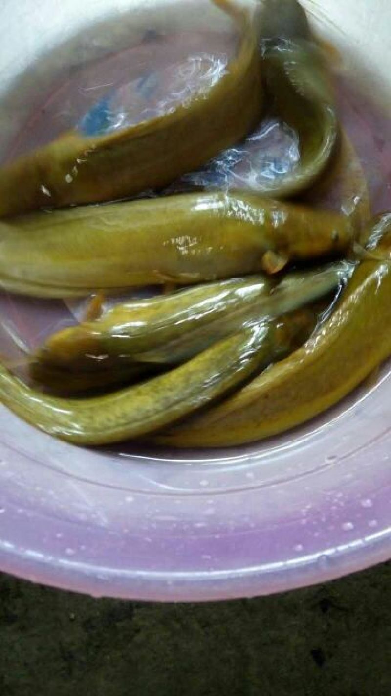 土鲶鱼食用