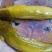 土鲶鱼食用