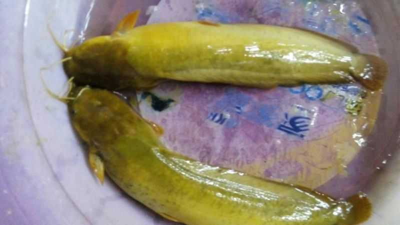 土鲶鱼食用