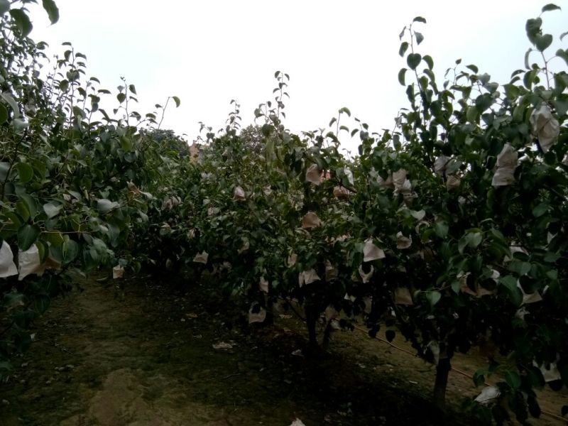 陕西蒲城酥梨口感好果面净，耐储蓄，糖度高，产地直供。