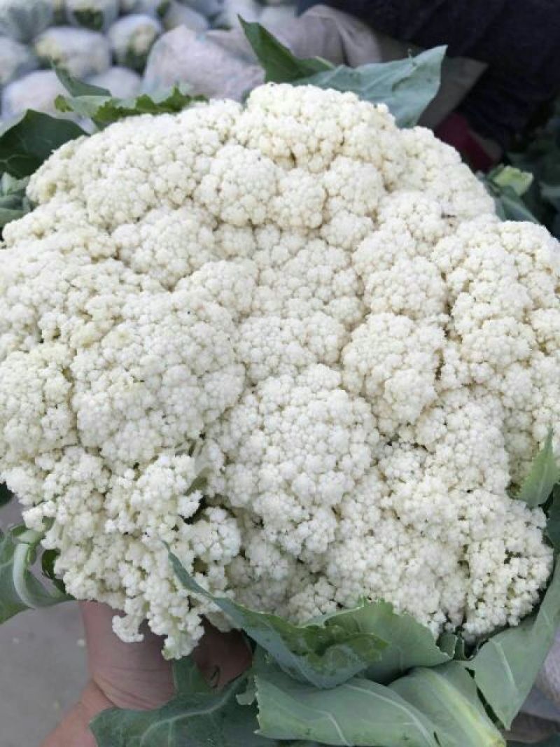 散花菜